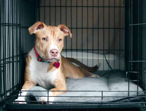 Curated visual reference: Fresh Look at The 9 Best Dog Crate Beds To Cozy Up Your