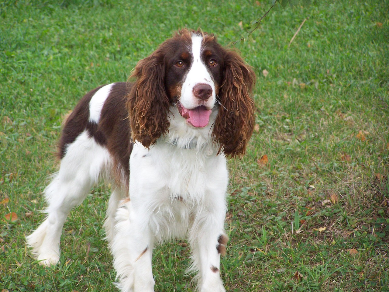 7 Facts About English Springer Spaniels You Probably Didn’t Know