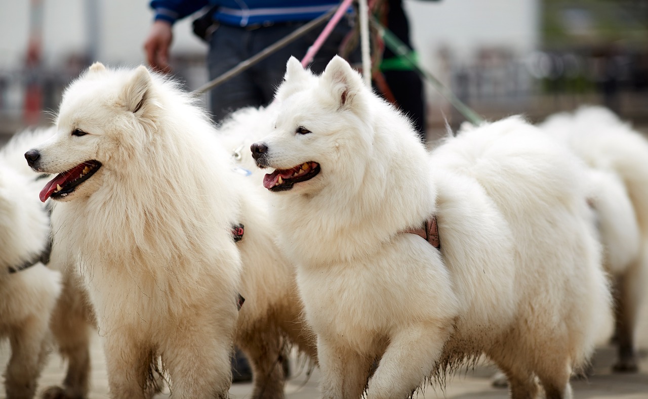 are japanese spitzs friendly or dangerous to strangers