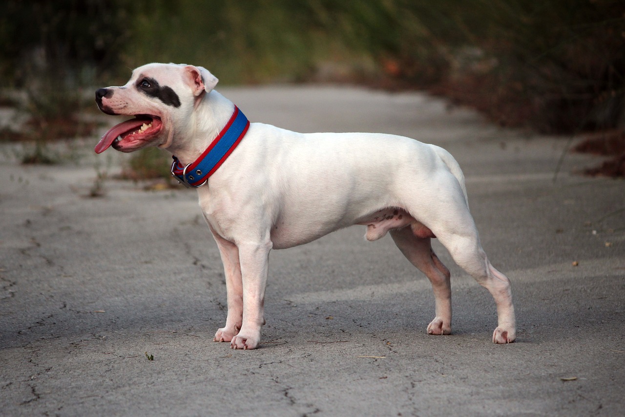 Hairless staffy store