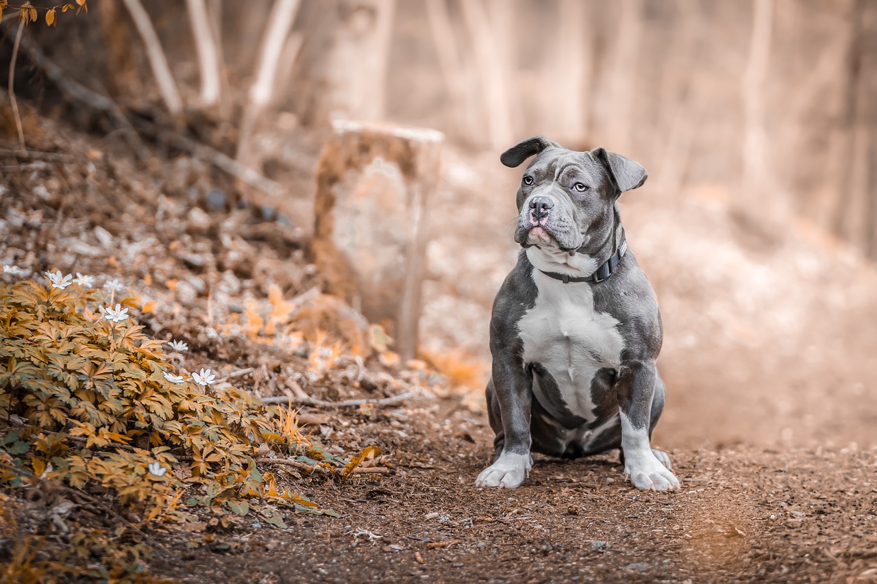 The Complete Bully Dog Breed List: 35 Competitors for Your Love