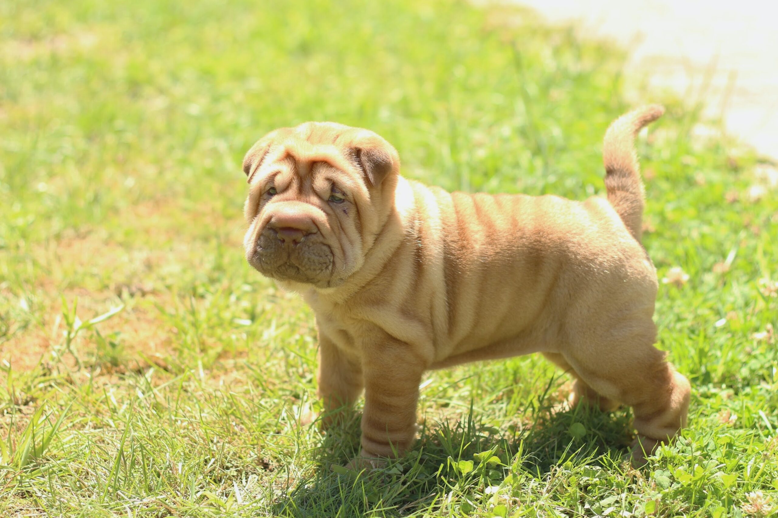 Know the Signs: 5 Most Common Health Issues in Shar Peis