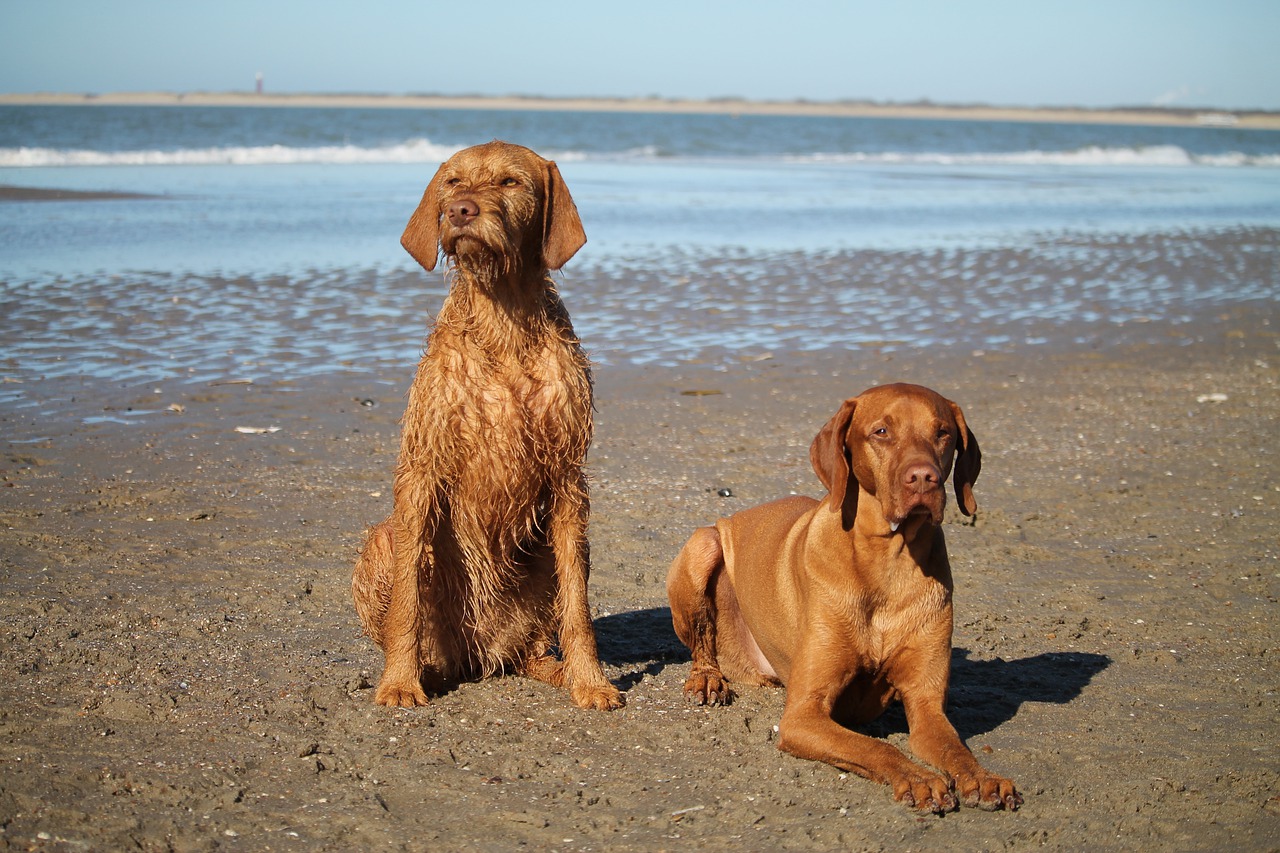 are vizslas stubborn