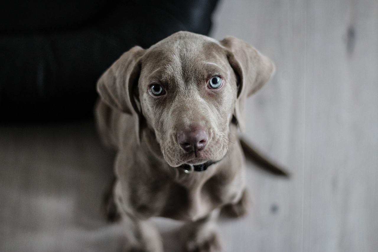 7 Facts About Weimaraners You Probably Didn’t Know
