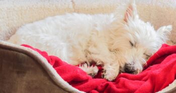 Best Beds For Senior Westies