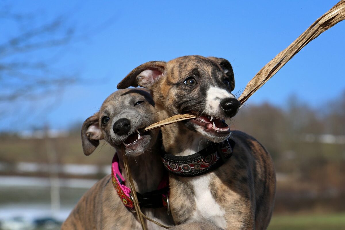 10 Dog Breeds Similar to Whippets