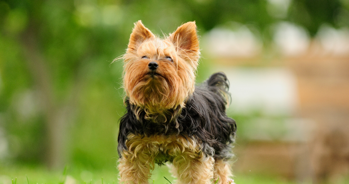 Is a Yorkie a Good Guard Dog?