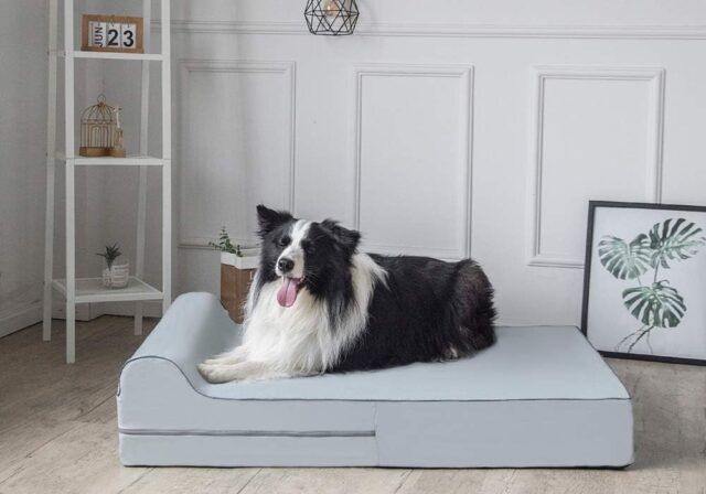 best dog bed