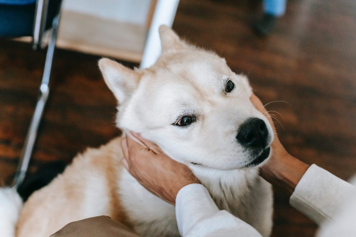 10 Best Eye Supplements for Akitas