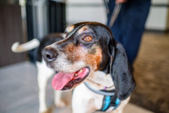 best eye supplements for American English Coonhounds