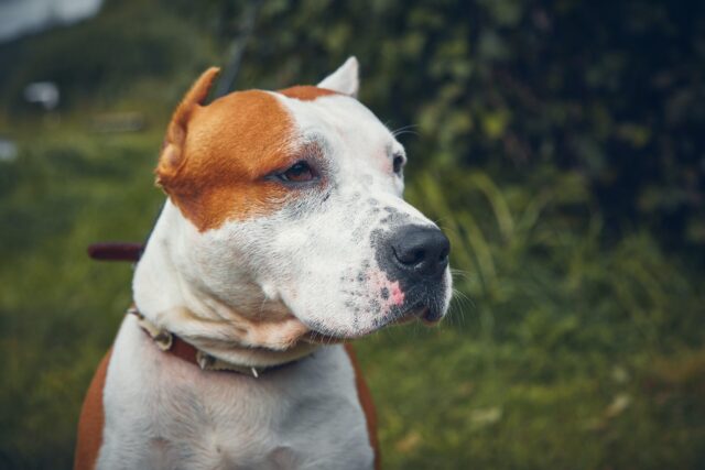 best eye supplements for American Staffordshire Terriers