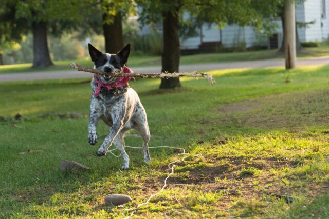 The Best 10 Australian Cattle Dog Activity Trackers For 2023