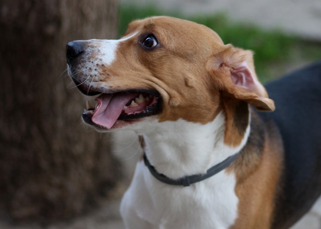 11 Best Beagle Dental Chews