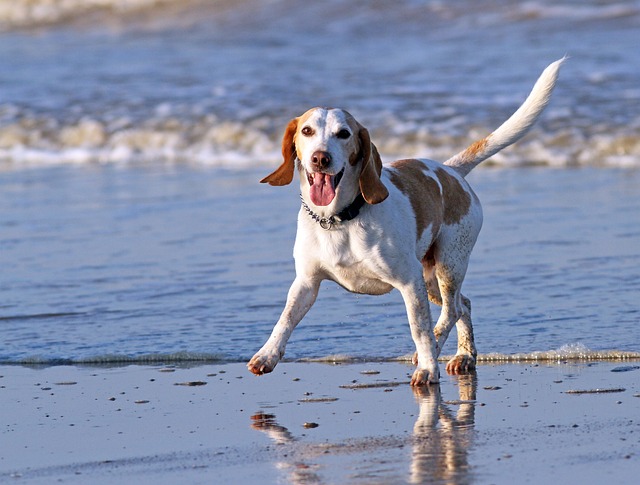 The Best 10 Beagle Activity Trackers For 2023