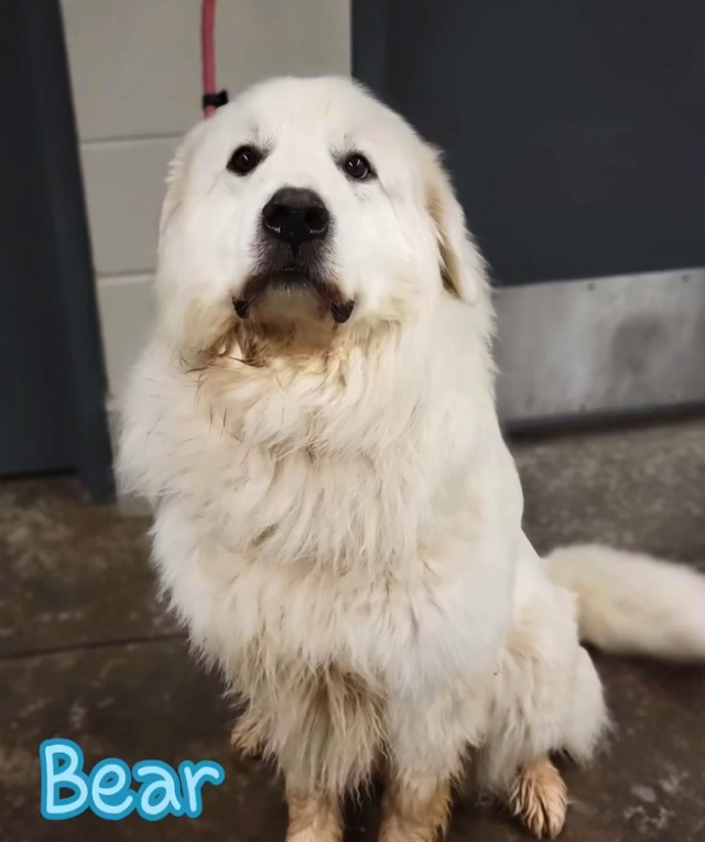 Bear the Great Pyrenees