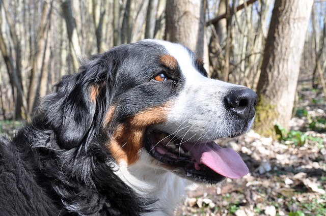 11 Best Bernese Mountain Dog Dental Chews