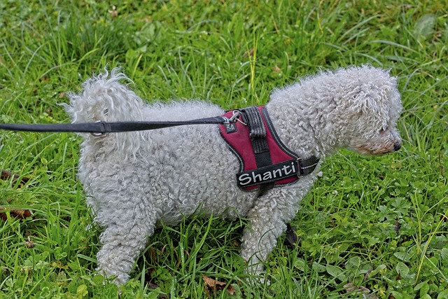 The 11 Best Potty-Training Products For Bichon Frise Puppies & Dogs