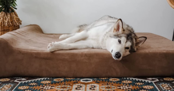 PetWireDaily — Ultimate Resting Spot For Your Dog: Big Barker Orthopedic Dog Bed Review 2026