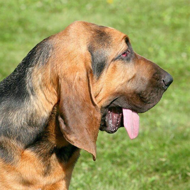 11 Best Bloodhound Dental Chews