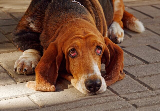 best eye supplements for Bloodhounds