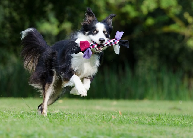 The Best 10 Border Collie Activity Trackers For 2023