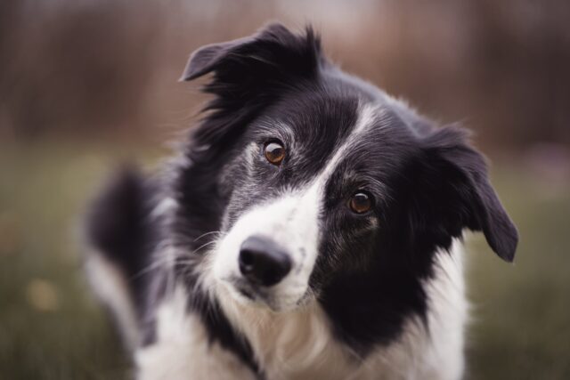 best eye supplements for Border Collies