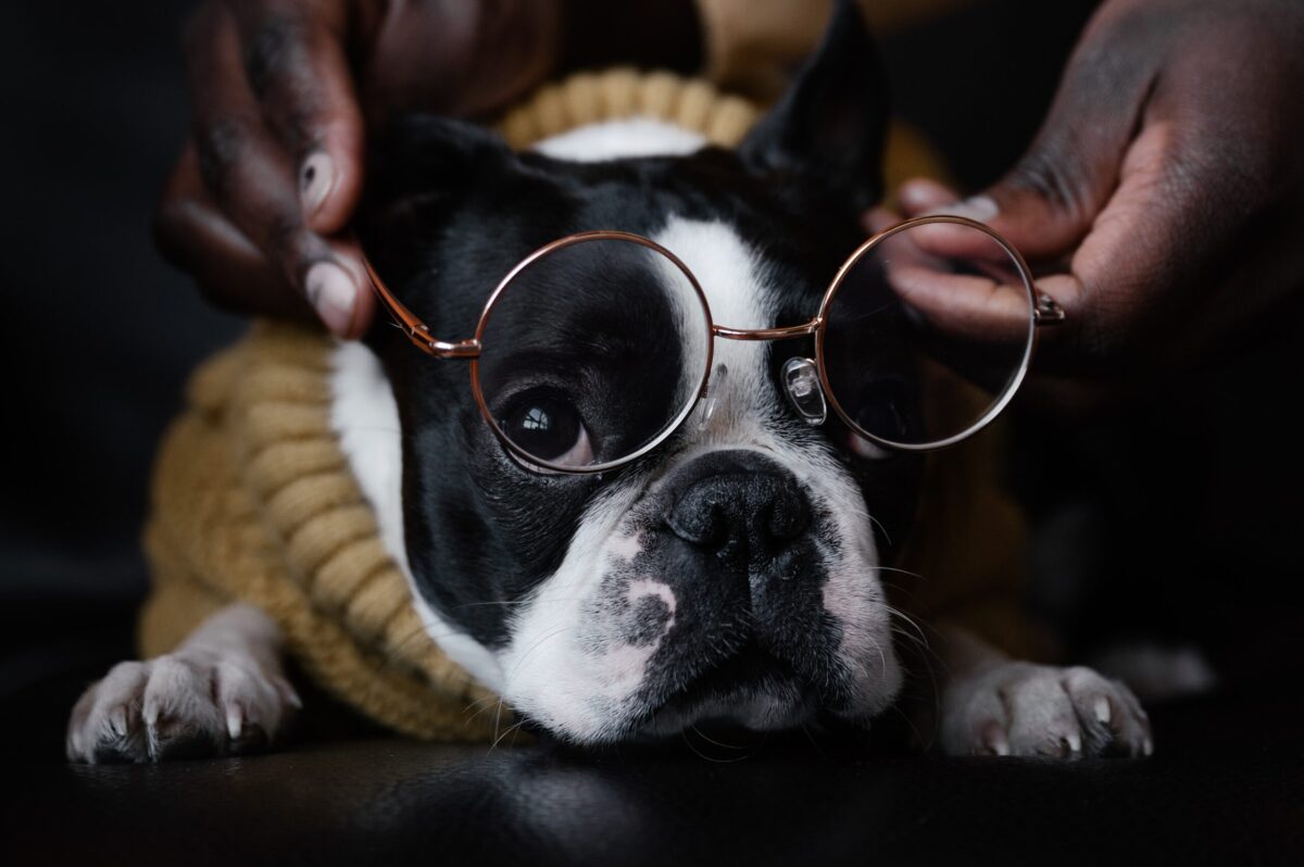 10 Best Eye Supplements for Boston Terriers