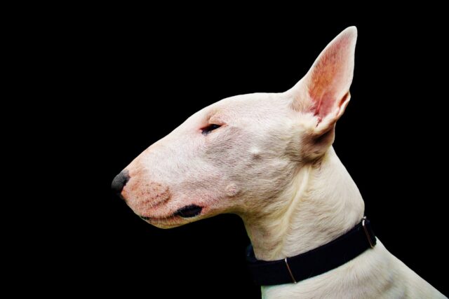 best eye supplements for Bull Terriers
