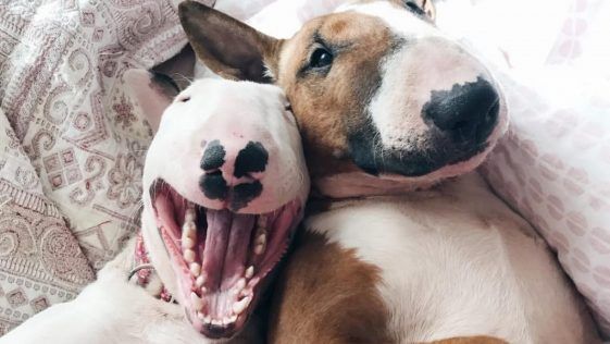 11 Best Bull Terrier Dental Chews