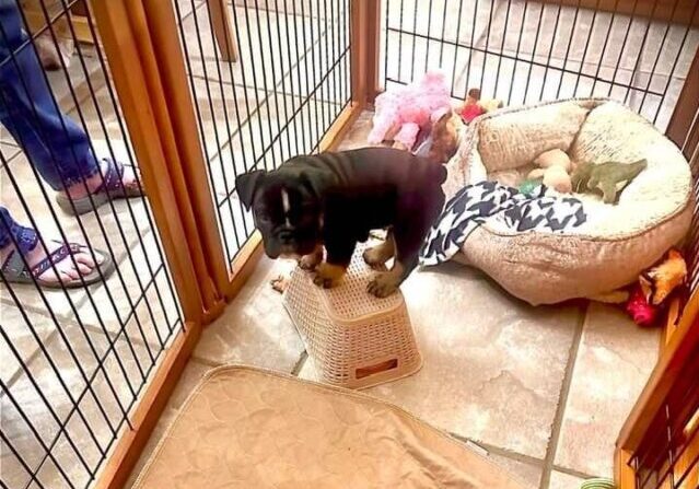 Bulldog puppy in pen