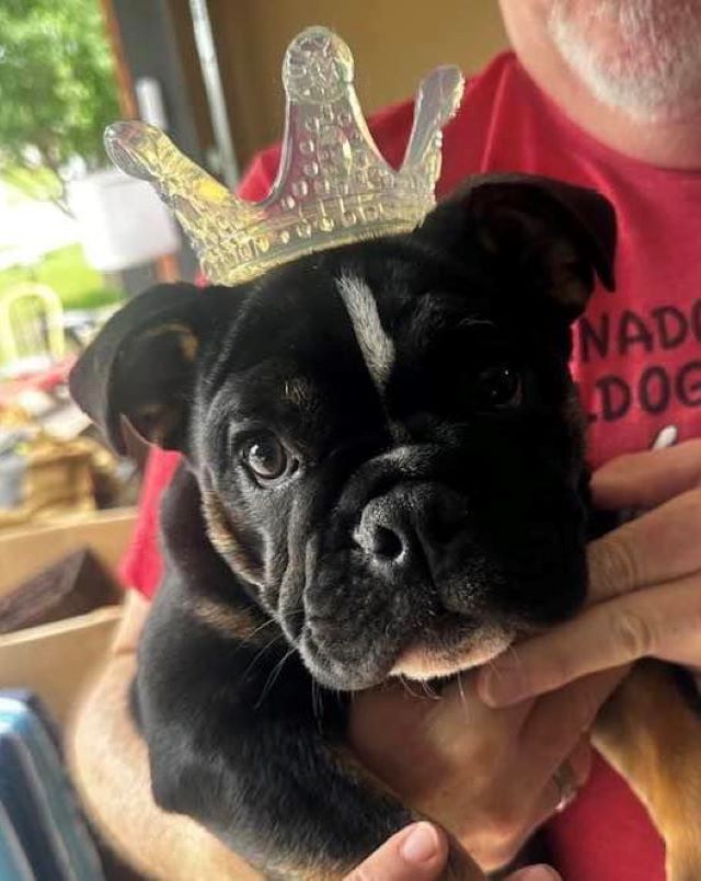Bulldog puppy wearing tiara