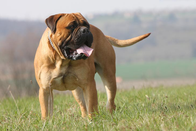The Best 10 Bullmastiff Activity Trackers For 2023
