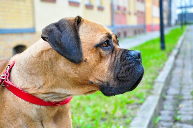 best eye supplements for Bullmastiffs