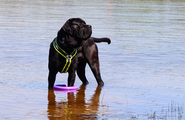 The Best 10 Cane Corso Activity Trackers For 2023