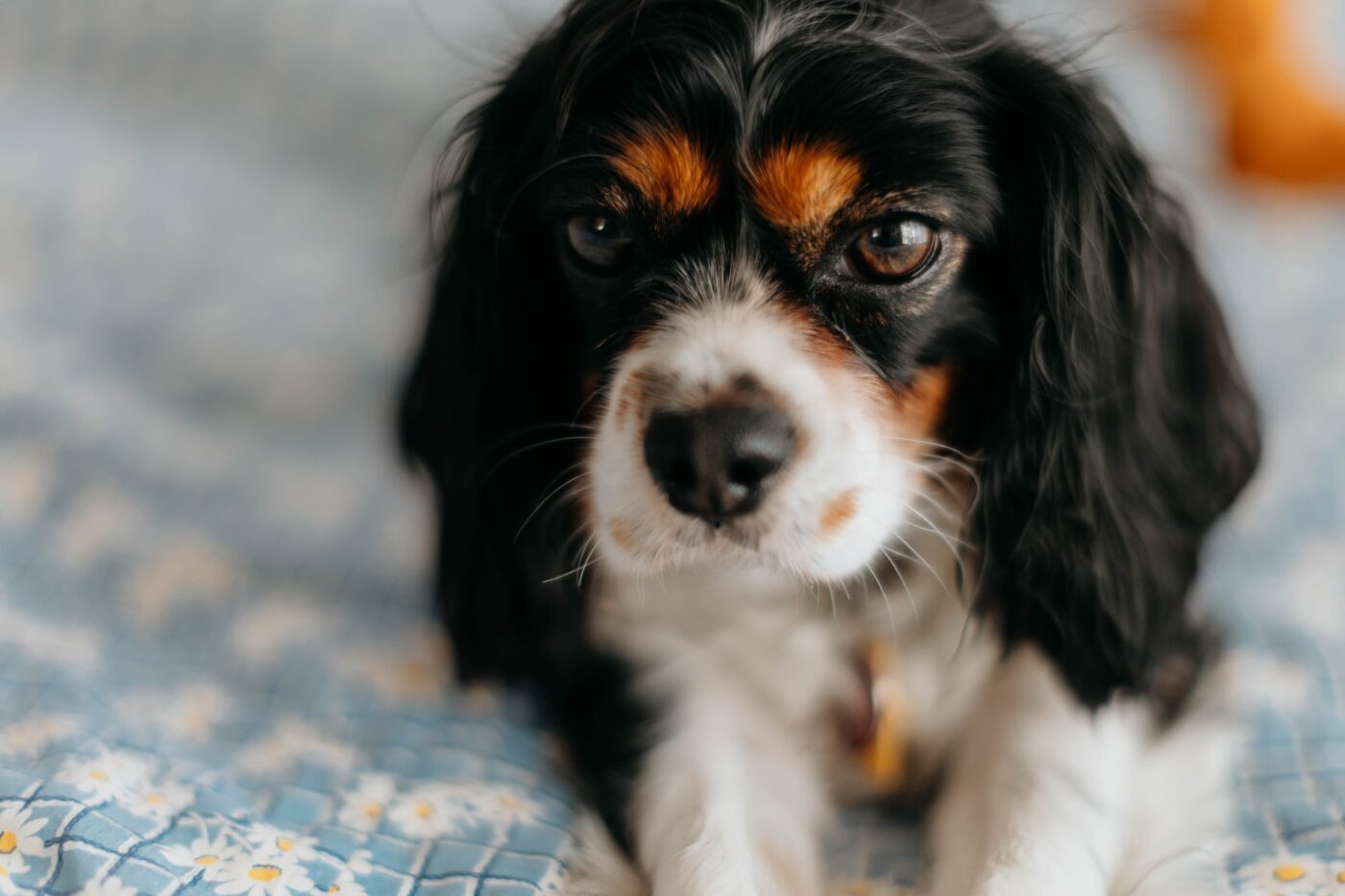 best eye supplements for Cavaliers