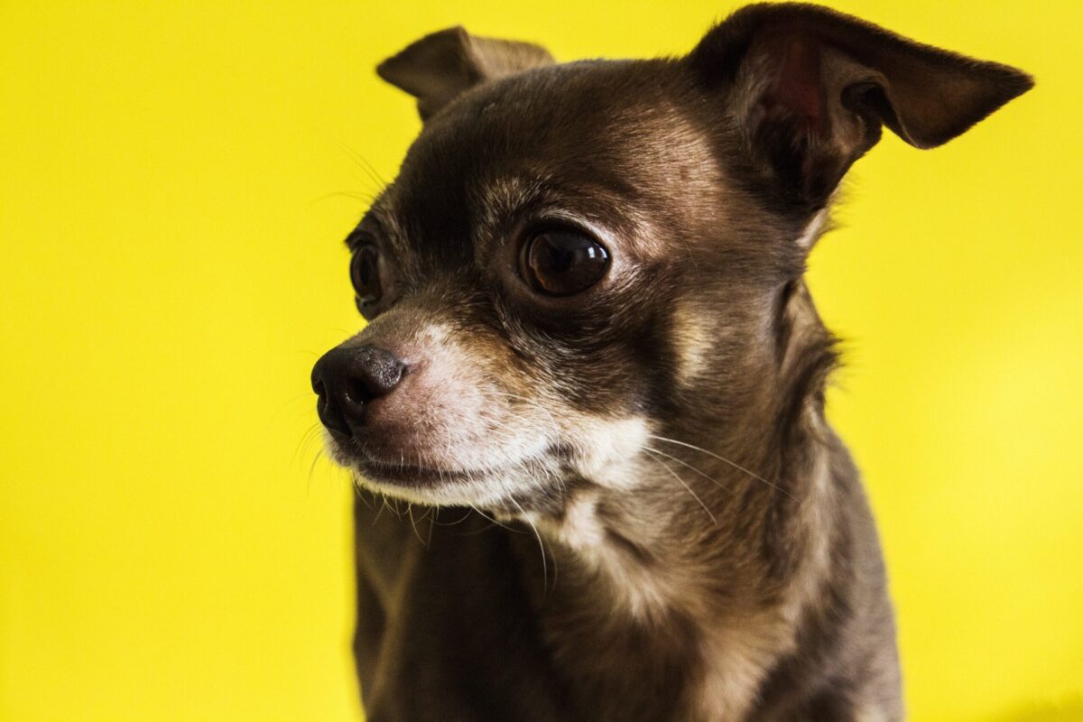 10 Best Eye Supplements for Chihuahuas