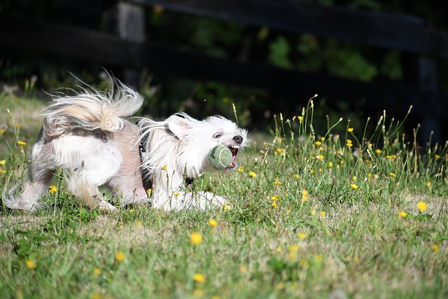 The Best 10 Chinese Crested Activity Trackers For 2024