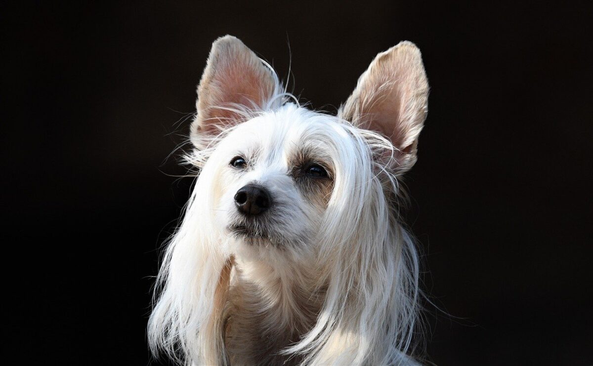 Chinese Crested