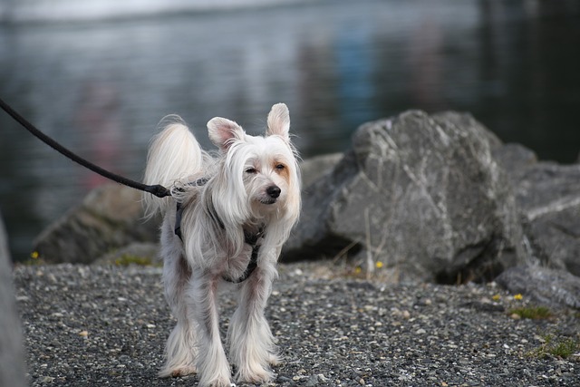 Best Chinese Crested Products For Travel
