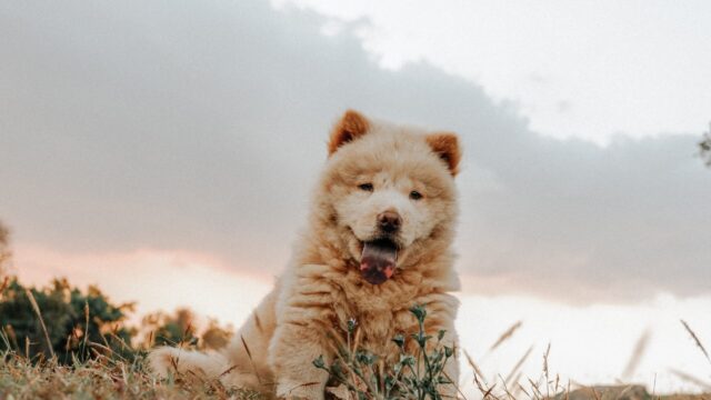 best eye supplements for Chow Chows