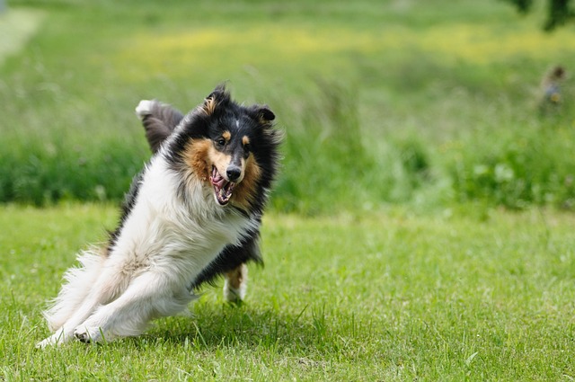 The Best 10 Collie Activity Trackers For 2023
