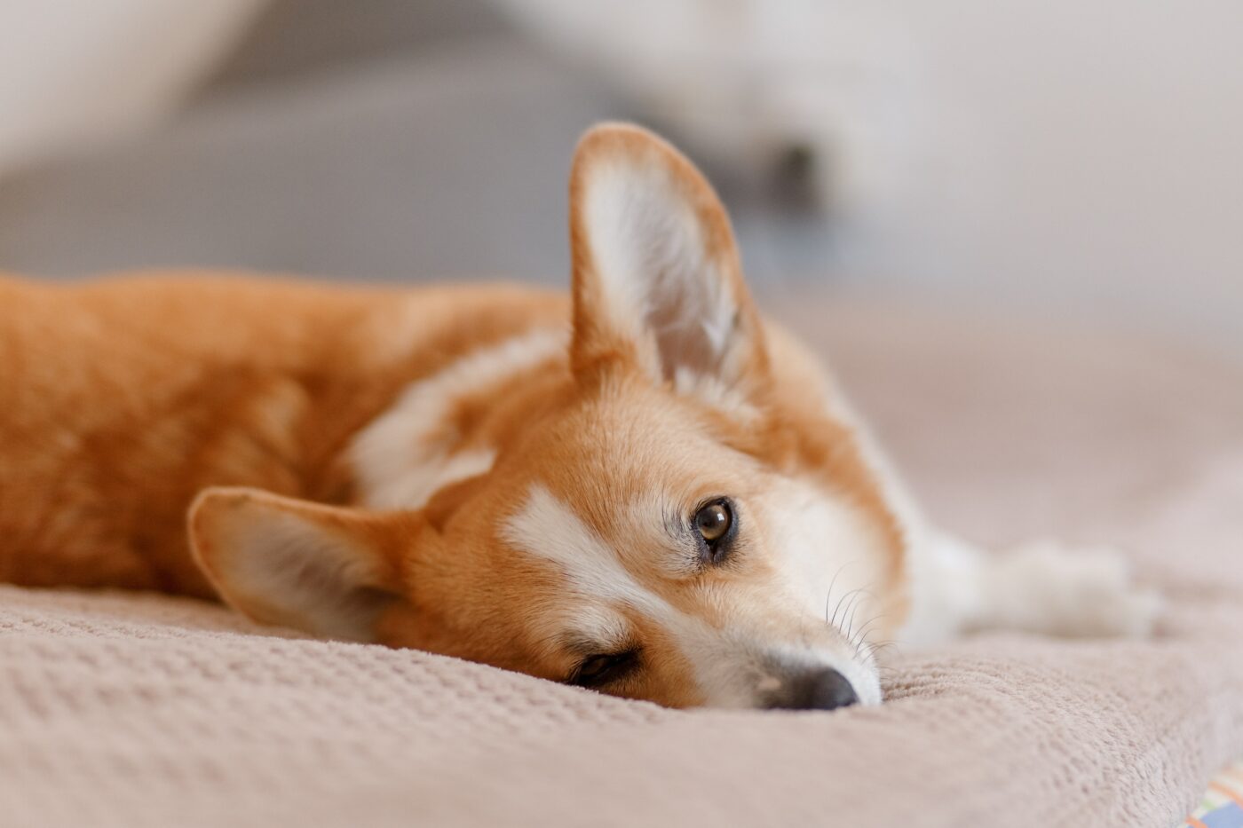 best eye supplements for Corgis