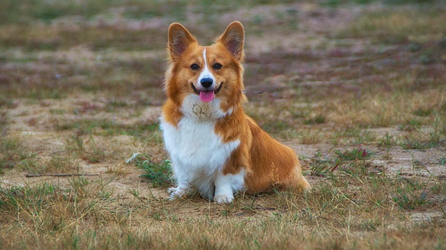 The 11 Best Potty-Training Products For Corgi Puppies & Dogs