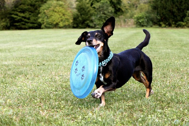 https://iheartdogs.com/wp-content/uploads/2023/06/Dachshund-1.jpg