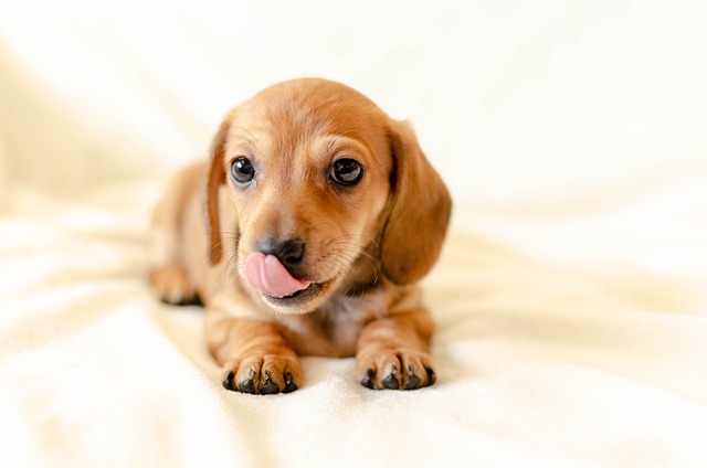 11 Best Dachshund Dental Chews