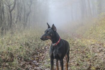 PetWireDaily — The Best 7 Doberman Activity Trackers For 2026