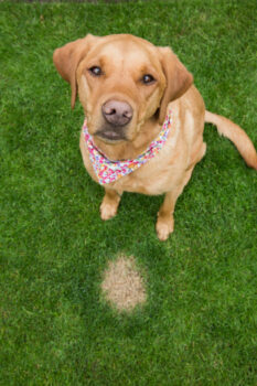10 Best Grass Saver Products For Dogs - iHeartDogs.com