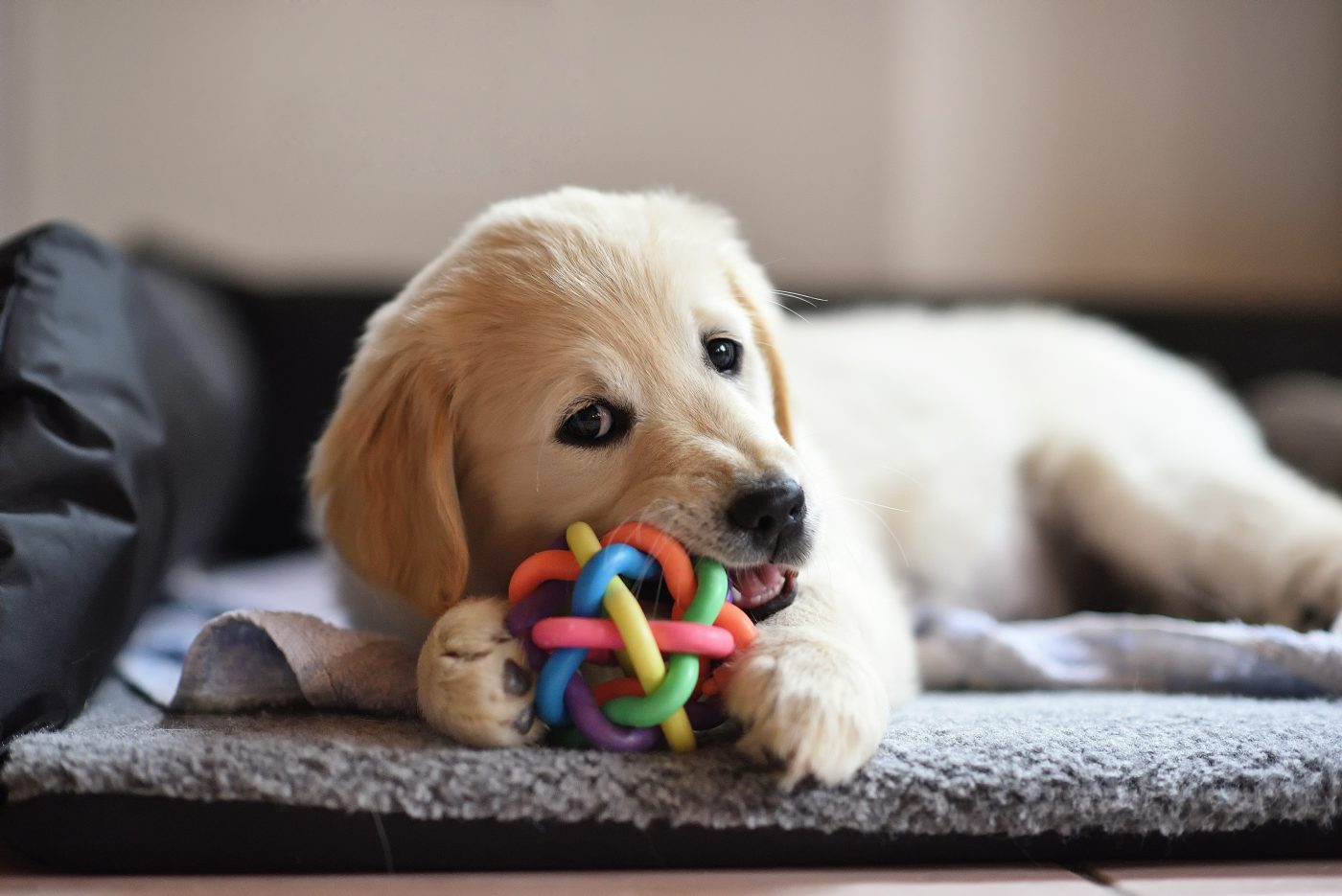 Dog chewing on toy