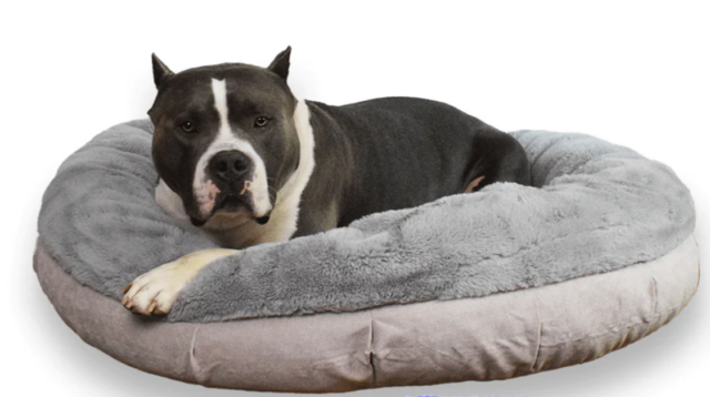 Dog on rounded bed