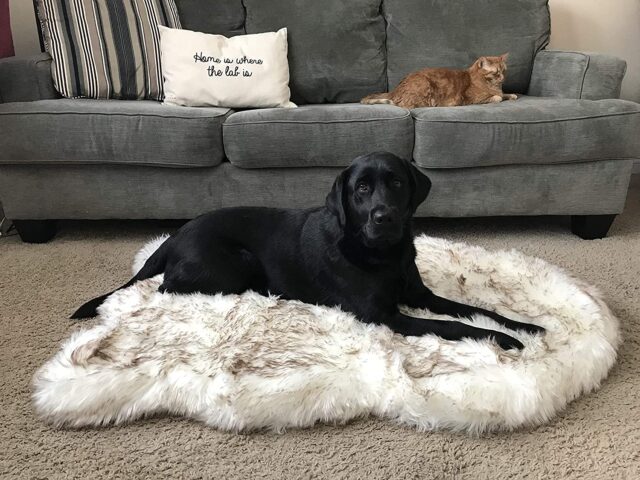 Dog relaxing on soft orthopedic bed